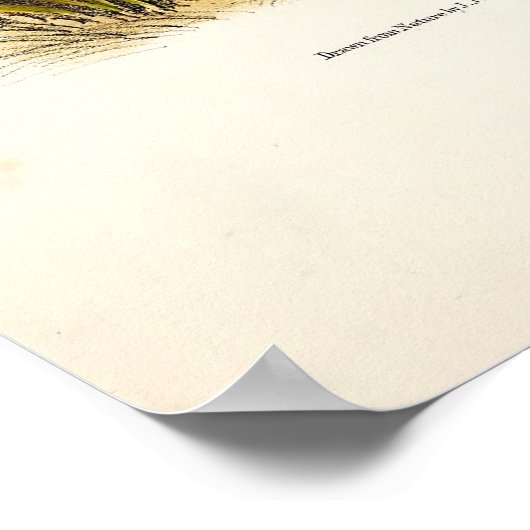 Common American Skunk, Striped Skunk, van Audubon Poster (Hoek)