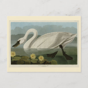 Common American Swan - Audubon's vogels van Amerik Briefkaart