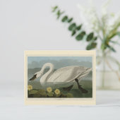 Common American Swan - Audubon's vogels van Amerik Briefkaart (Staand voorkant)