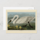 Common American Swan - Audubon's vogels van Amerik Briefkaart (Voorkant / Achterkant)
