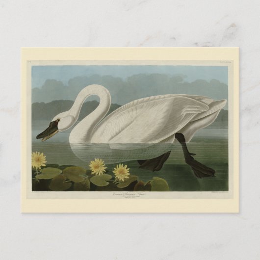 Common American Swan - Audubon's vogels van Amerik Briefkaart (Voorkant)