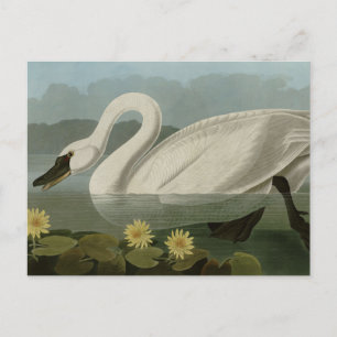 Common American Swan - Audubon's vogels van Amerik Briefkaart