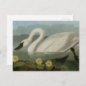 Common American Swan - Audubon's vogels van Amerik Briefkaart (Voorkant / Achterkant)