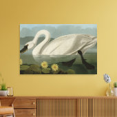 Common American Swan - Audubon's vogels van Amerik Canvas Afdruk (Insitu (Woonkamer))