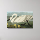 Common American Swan - Audubon's vogels van Amerik Canvas Afdruk (Voorkant)