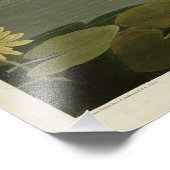 Common American Swan - Audubon's vogels van Amerik Foto Afdruk (Hoek)