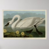 Common American Swan - Audubon's vogels van Amerik Poster (Voorkant)