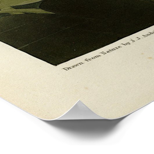 Common American Swan - Audubon's vogels van Amerik Poster (Hoek)