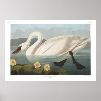Common American Swan, Bord 411 - Audubon Poster