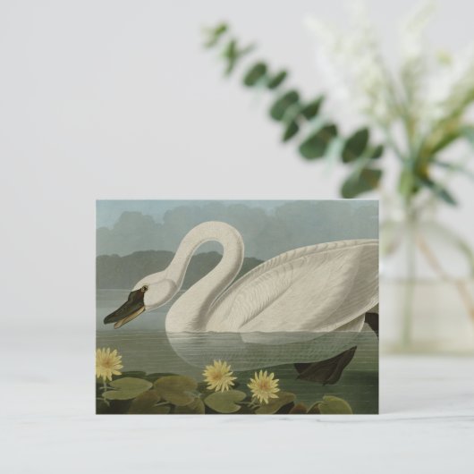 Common American Swan Briefkaart (Staand voorkant)