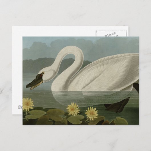 Common American Swan Briefkaart (Voorkant / Achterkant)