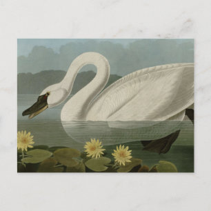 Common American Swan Briefkaart