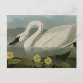 Common American Swan Briefkaart (Voorkant)
