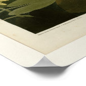 Common American Swan Poster (Hoek)