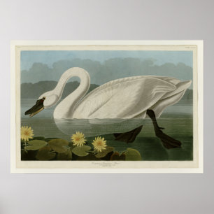 Common American Swan Poster