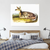 Common American (White-tailed) Deer, flawn, Audubo Canvas Afdruk (Insitu (Slaapkamer))