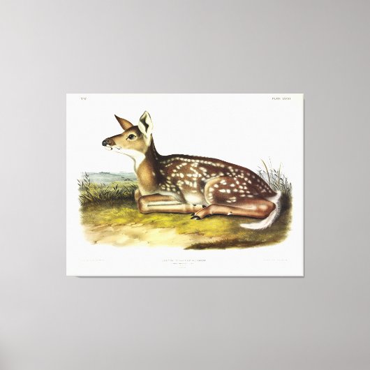 Common American (White-tailed) Deer, flawn, Audubo Canvas Afdruk (Voorkant)