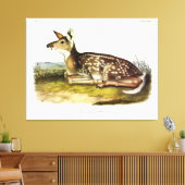 Common American (White-tailed) Deer, flawn, Audubo Canvas Afdruk (Insitu (Woonkamer))