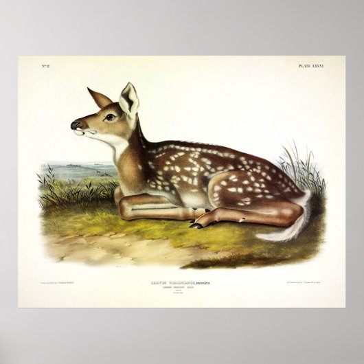 Common American (White-tailed) Deer, flawn, Audubo Poster (Voorkant)