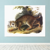 Common American Wild Cat (Bobcat) Audubon Canvas Afdruk (Insitu (Houten vloer))