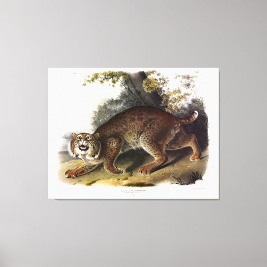 Common American Wild Cat (Bobcat) Audubon Canvas Afdruk (Voorkant)