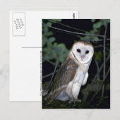 Common barn-owl, Tyto alba, Californië, VS Briefkaart (Voorkant / Achterkant)