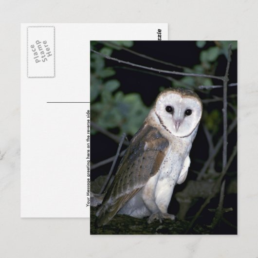 Common barn-owl, Tyto alba, Californië, VS Briefkaart (Voorkant / Achterkant)