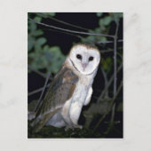 Common barn-owl, Tyto alba, Californië, VS Briefkaart (Voorkant)