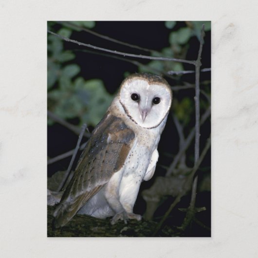 Common barn-owl, Tyto alba, Californië, VS Briefkaart (Voorkant)