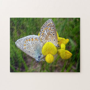 Common Blue Butterflies Foto Puzzle met Gift Box Legpuzzel