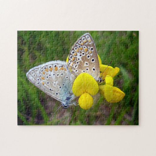 Common Blue Butterflies Foto Puzzle met Gift Box Legpuzzel (Horizontaal)