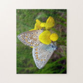 Common Blue Butterflies Foto Puzzle met Gift Box Legpuzzel (Verticaal)