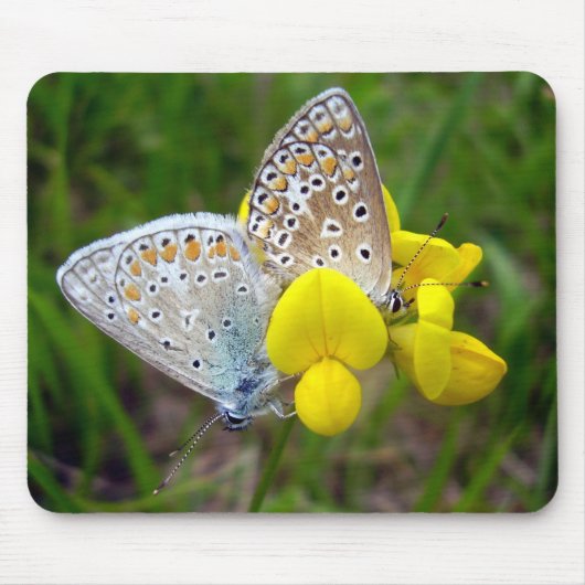 Common Blue Butterflies Mouse Mat Muismat (Voorkant)