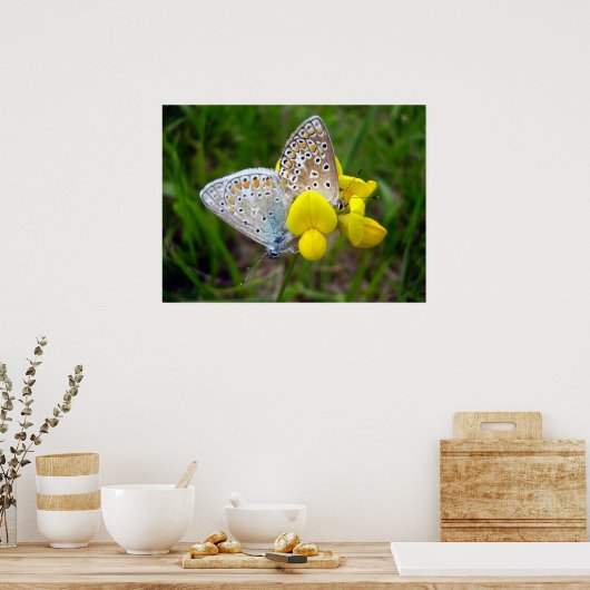 Common Blue Butterflies Poster (Keuken)