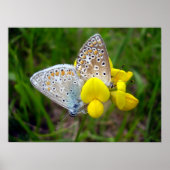 Common Blue Butterflies Poster (Voorkant)