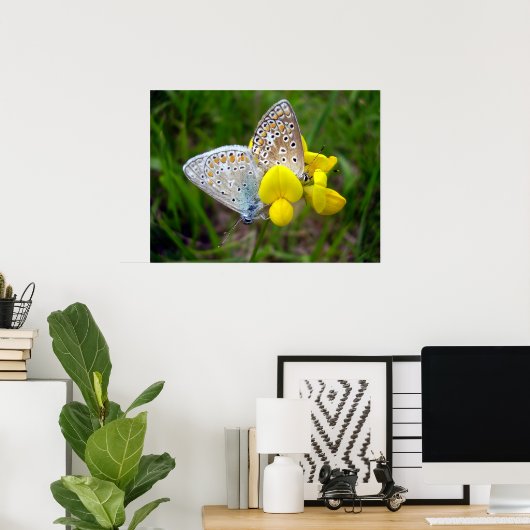 Common Blue Butterflies Poster (Thuiskantoor)