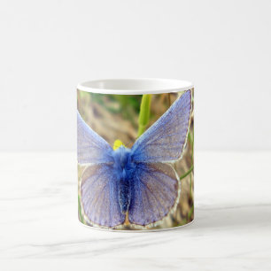 Common Blue Butterfly Mok