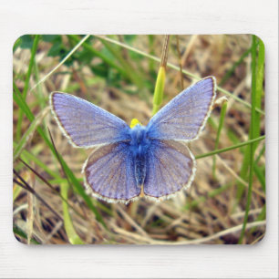 Common Blue Butterfly-muis Muismat