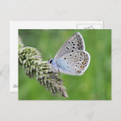 Common Blue Butterfly op gras Briefkaart (Voorkant / Achterkant)