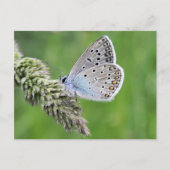 Common Blue Butterfly op gras Briefkaart (Voorkant)
