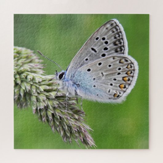 Common Blue Butterfly op gras Legpuzzel (Horizontaal)