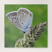 Common Blue Butterfly op gras Legpuzzel (Verticaal)