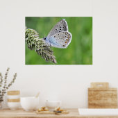 Common Blue Butterfly op gras Poster (Keuken)