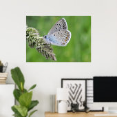 Common Blue Butterfly op gras Poster (Thuiskantoor)