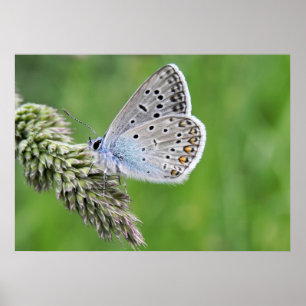 Common Blue Butterfly op gras Poster