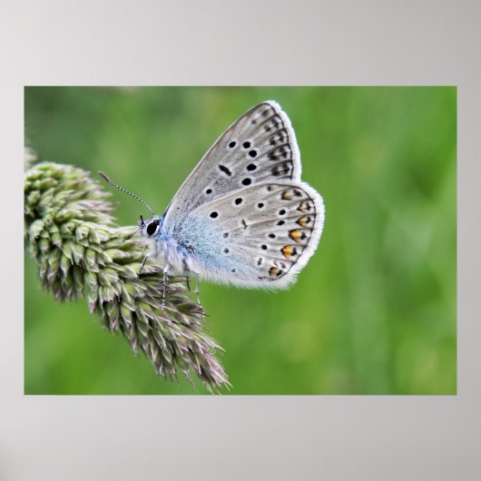 Common Blue Butterfly op gras Poster (Voorkant)