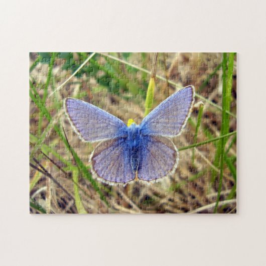 Common Blue Butterfly Photo Puzzle with Gift Box Legpuzzel (Horizontaal)