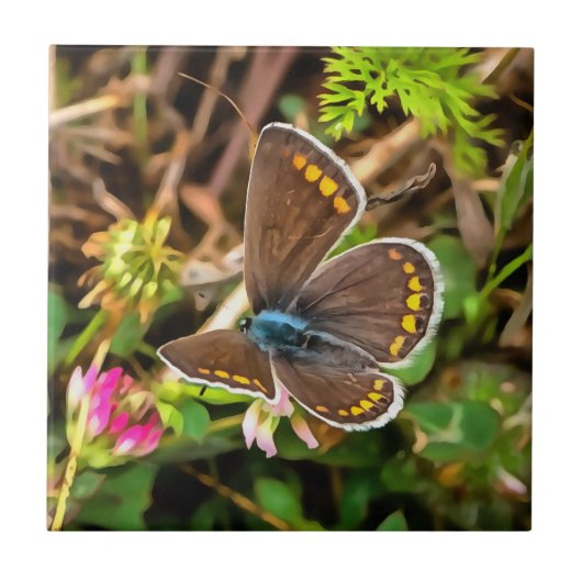 Common Blue Butterfly Polyommatus Icarus Painting Tegeltje (Voorkant)