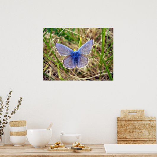 Common Blue Butterfly Poster (Keuken)