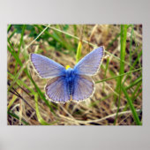 Common Blue Butterfly Poster (Voorkant)